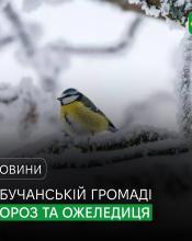 У Бучанській громаді мороз та ожеледиця. У Бучанській громаді мороз та ожеледиця.