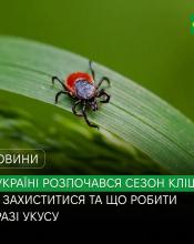В Україні розпочався сезон кліщів: як захиститися та що робити у разі укусу.
