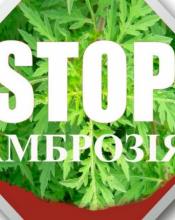 Обережно, амброзія!