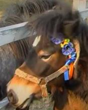 З 1 квітня у  парках – кінні прогулянки та «Сегвей»