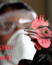 ОБЕРЕЖНО! В Україні зареєстровано новий випадок грипу птахів !