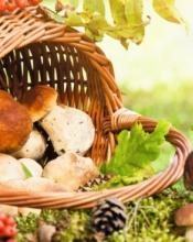 Сезон грибів відкрито. Як уникнути отруєння?