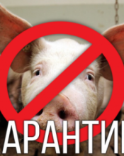 Рішеннями  комісій  оголошено карантин щодо африканської чуми свиней