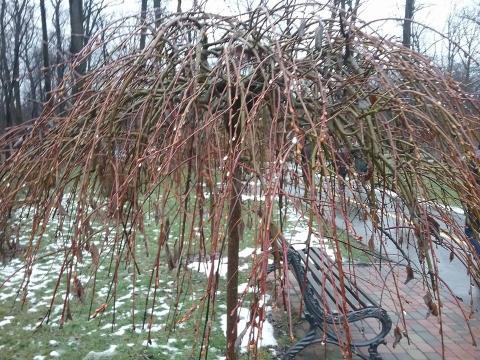 Фестиваль «Садів світу» обирає Бучу