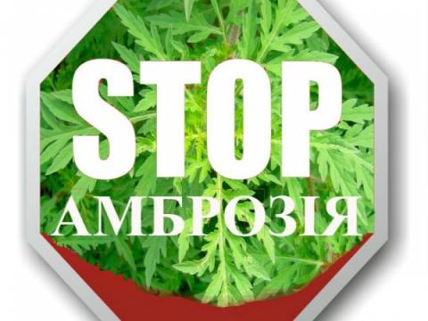 Обережно, амброзія! Обережно, амброзія!