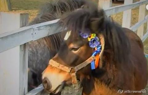 З 1 квітня у  парках – кінні прогулянки та «Сегвей»